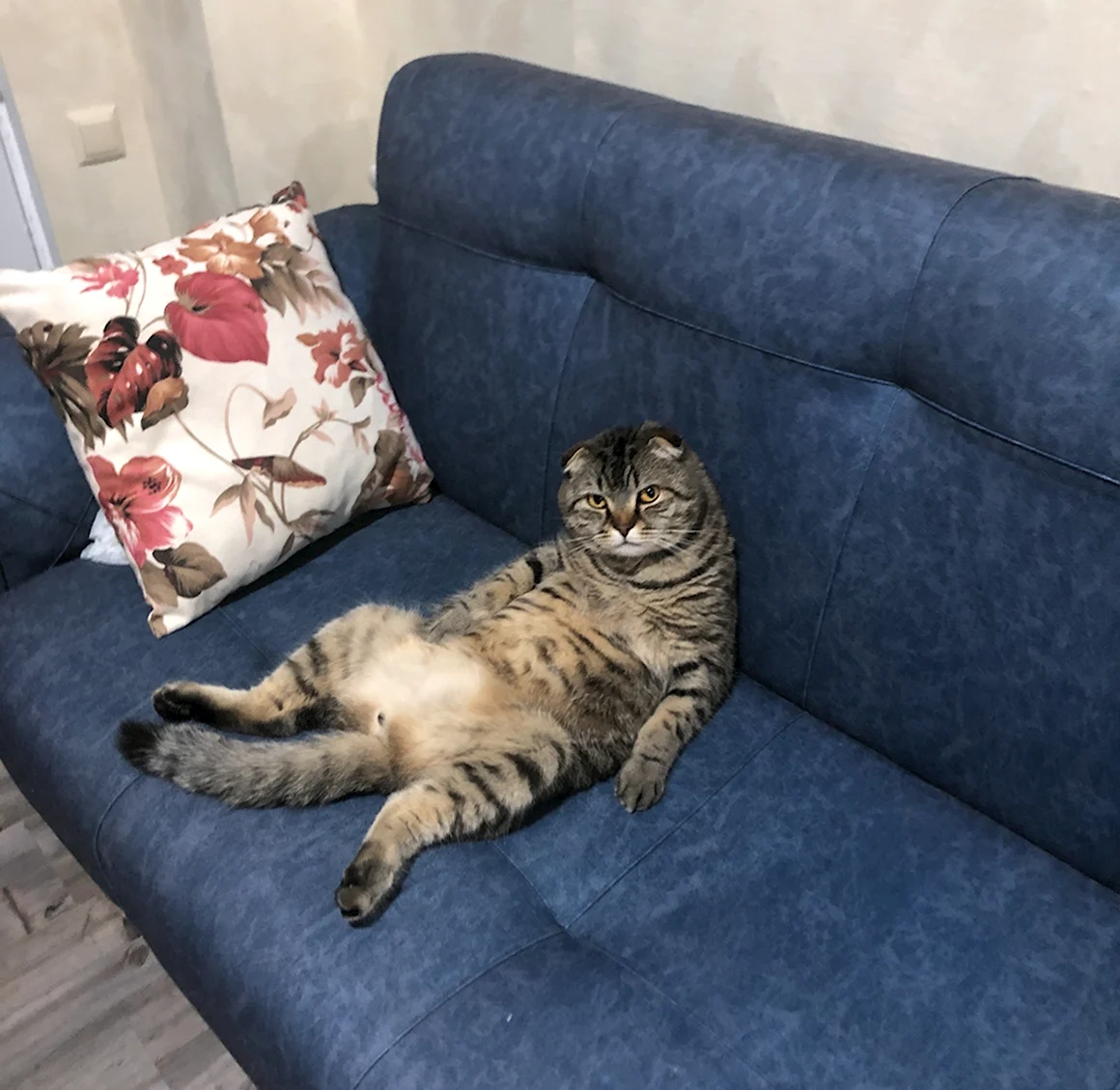 Кот на диване