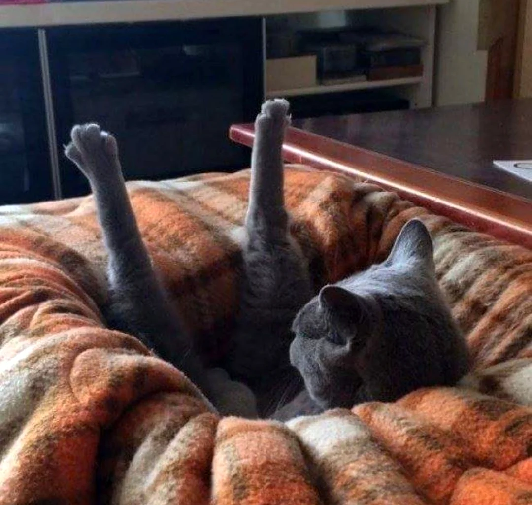 Кот на диване