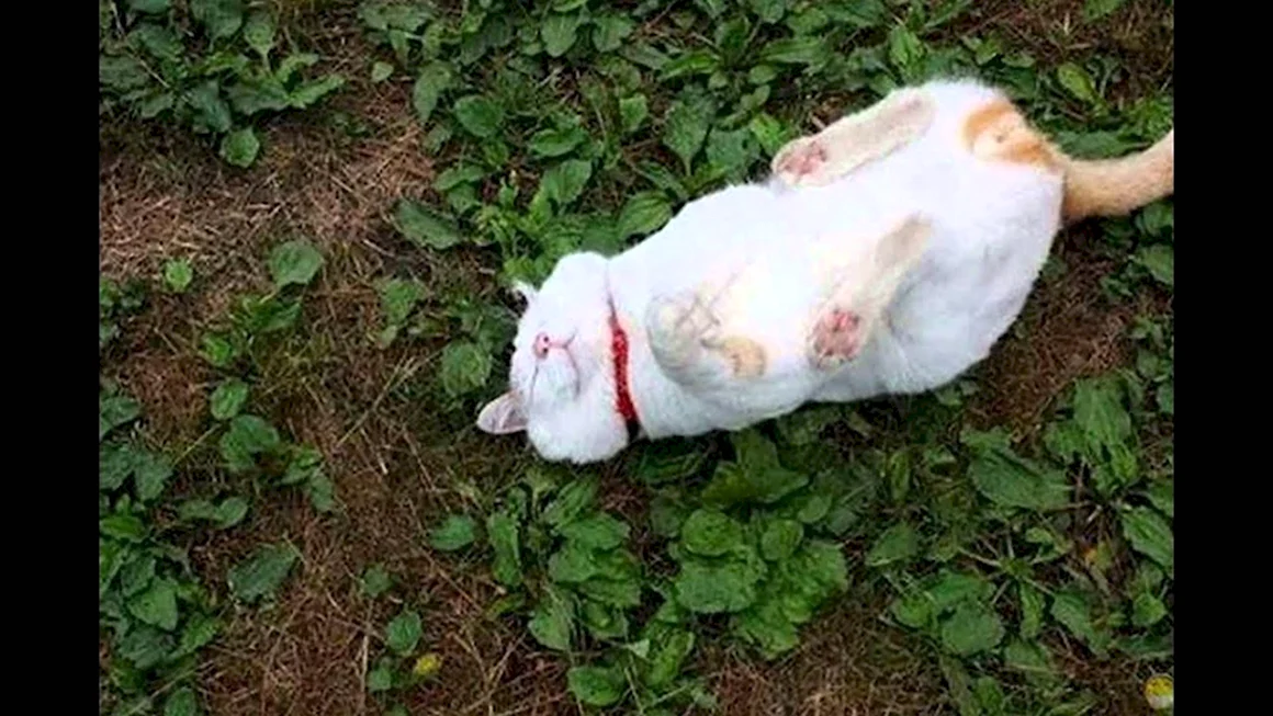 Кот на грядке