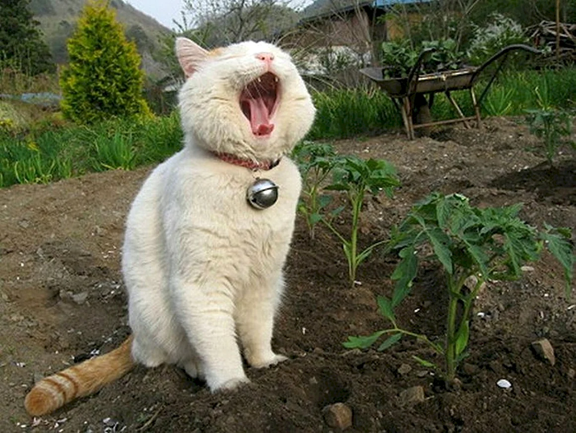 Кот на грядке