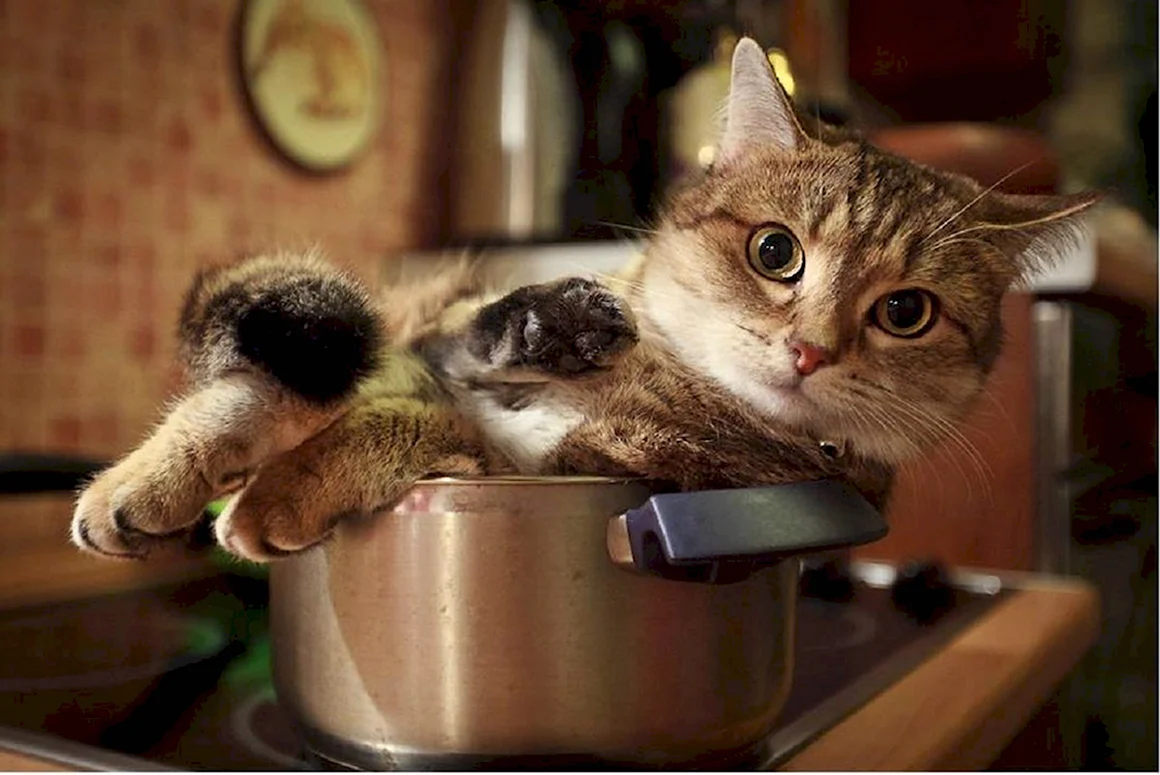Кот на кухне