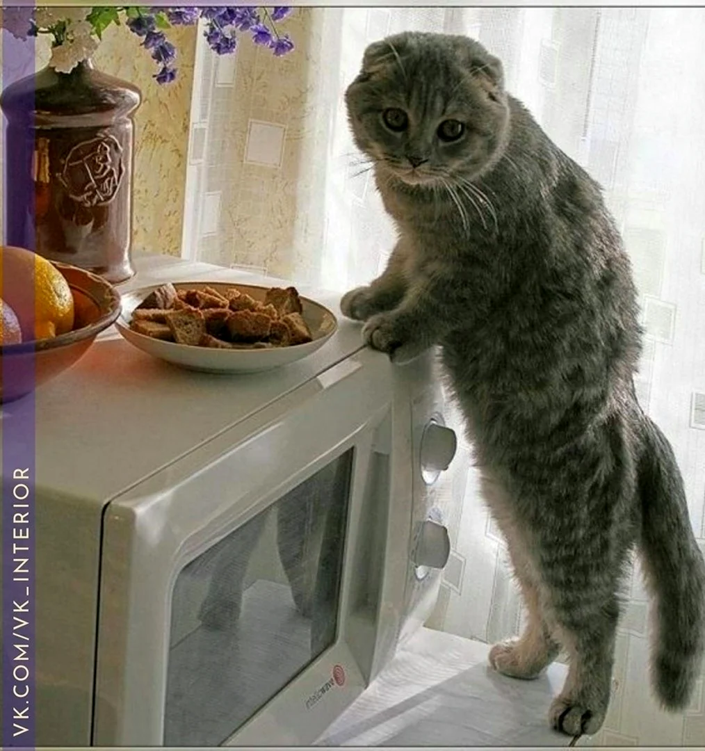Кот на кухне