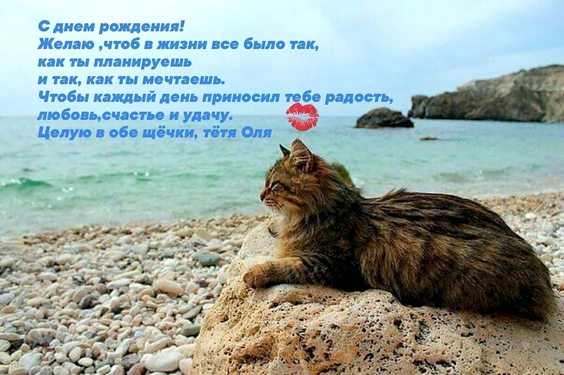 Кот на море