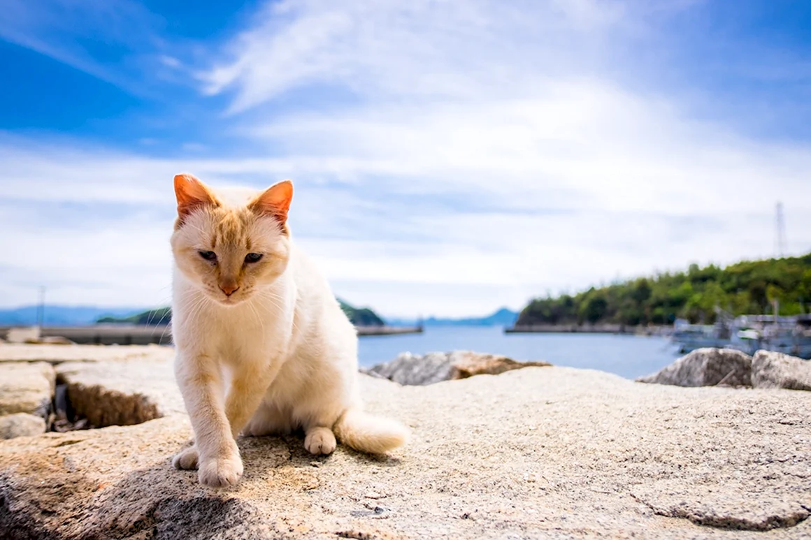 Кот на море