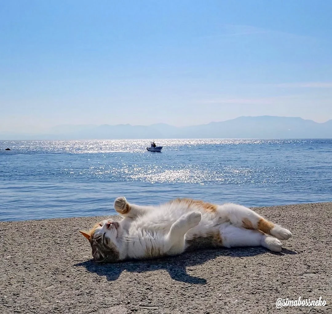 Кот на море