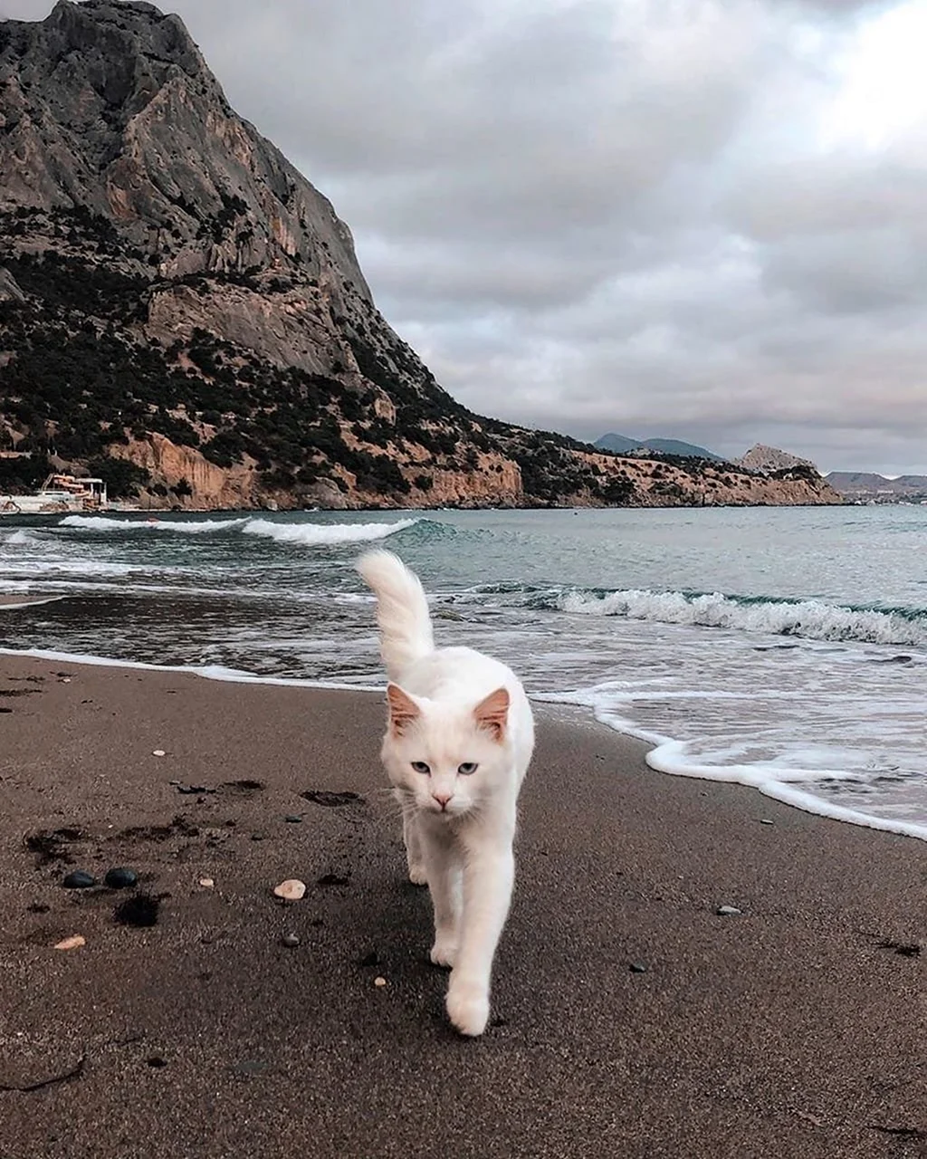 Кот на море