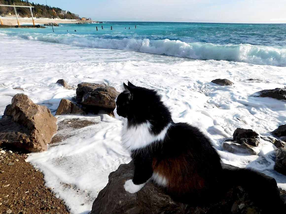Кот на море