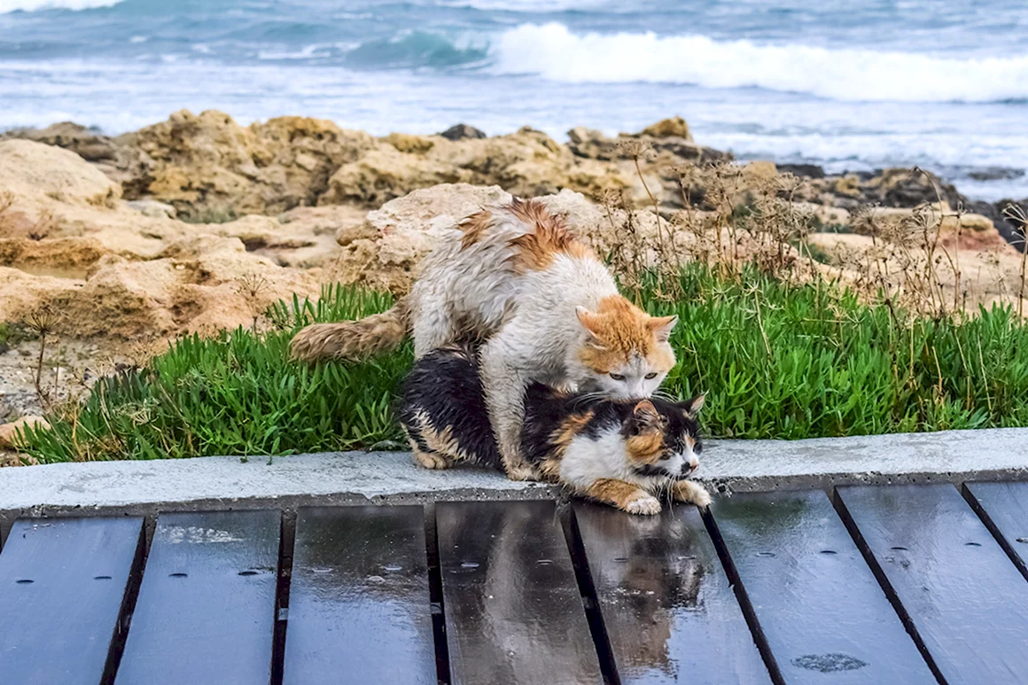 Кот на море