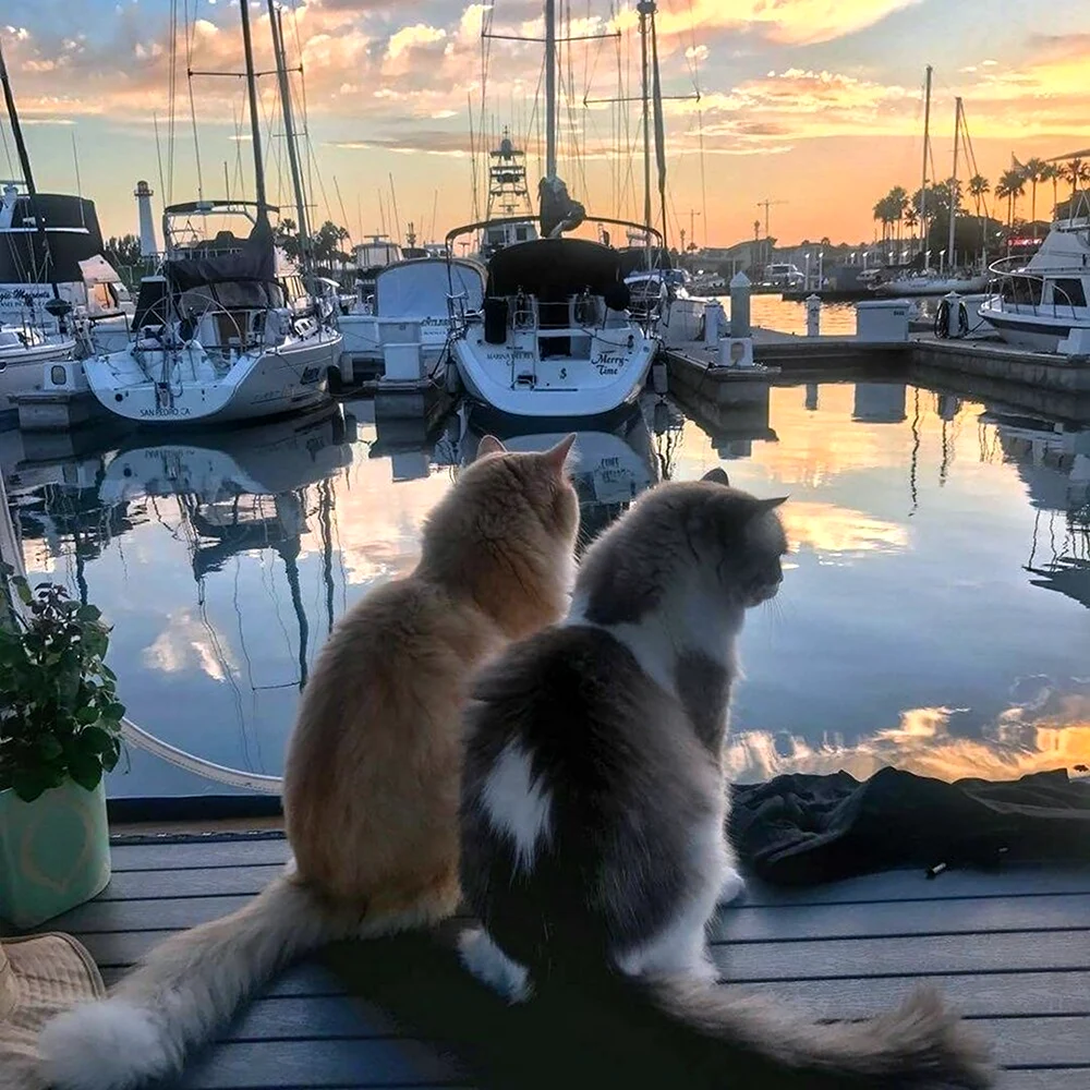 Кот на море