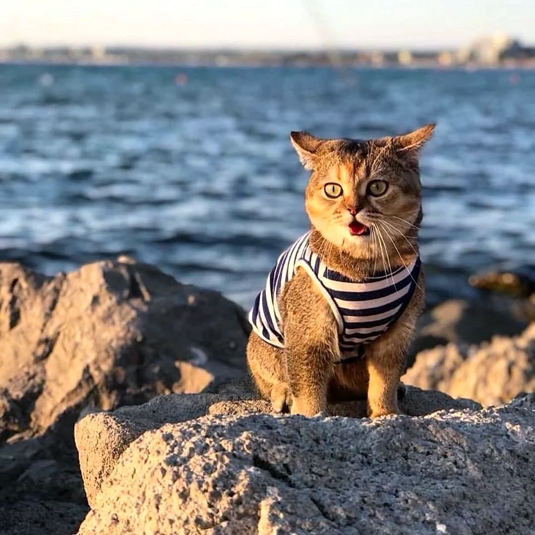 Кот на море