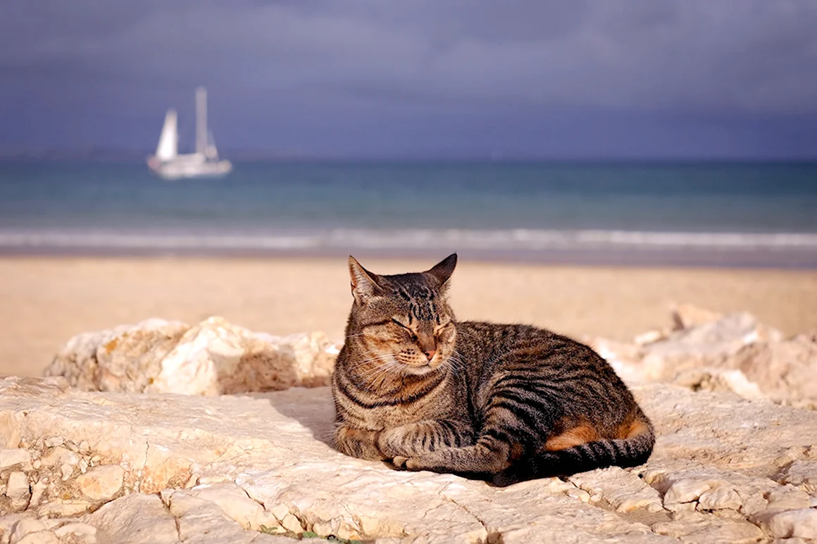 Кот на море