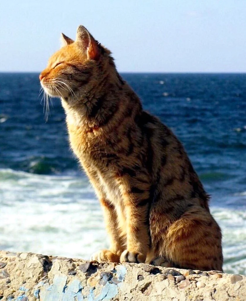 Кот на море