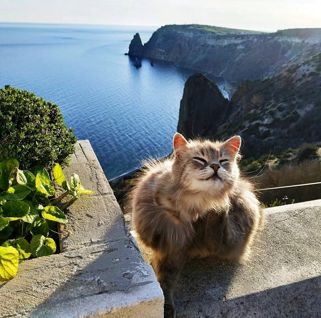 Кот на море