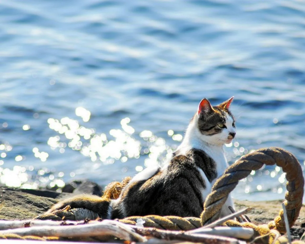Кот на море