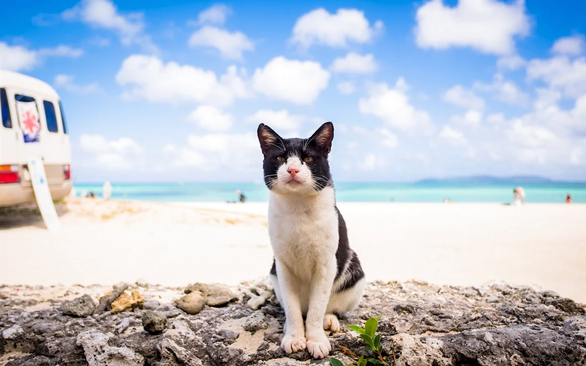Кот на море