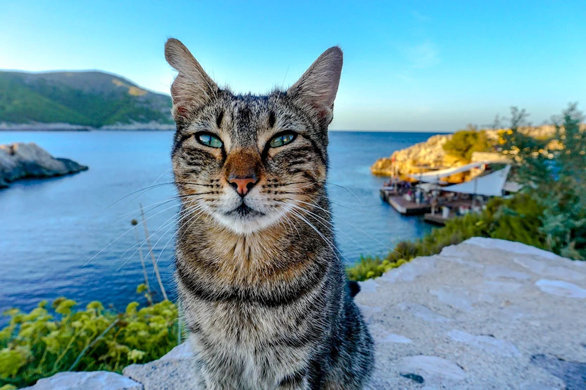Кот на море