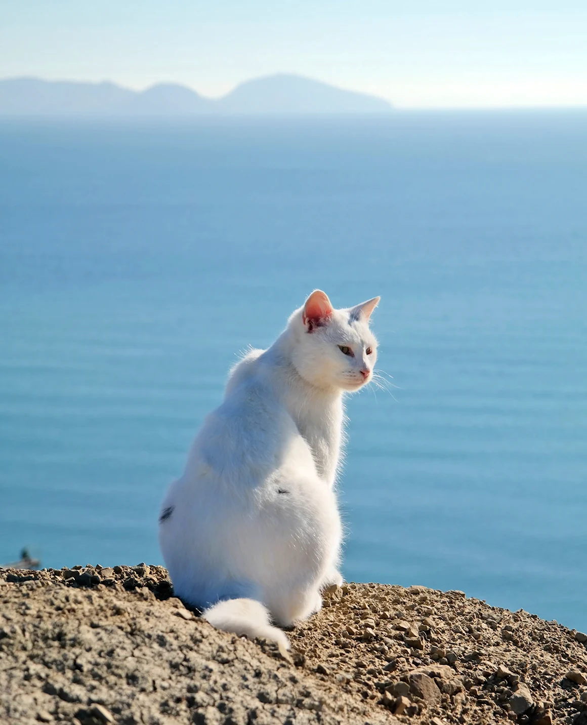 Кот на море