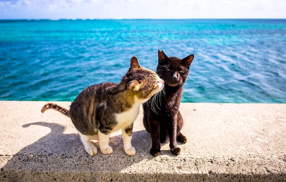 Кот на море