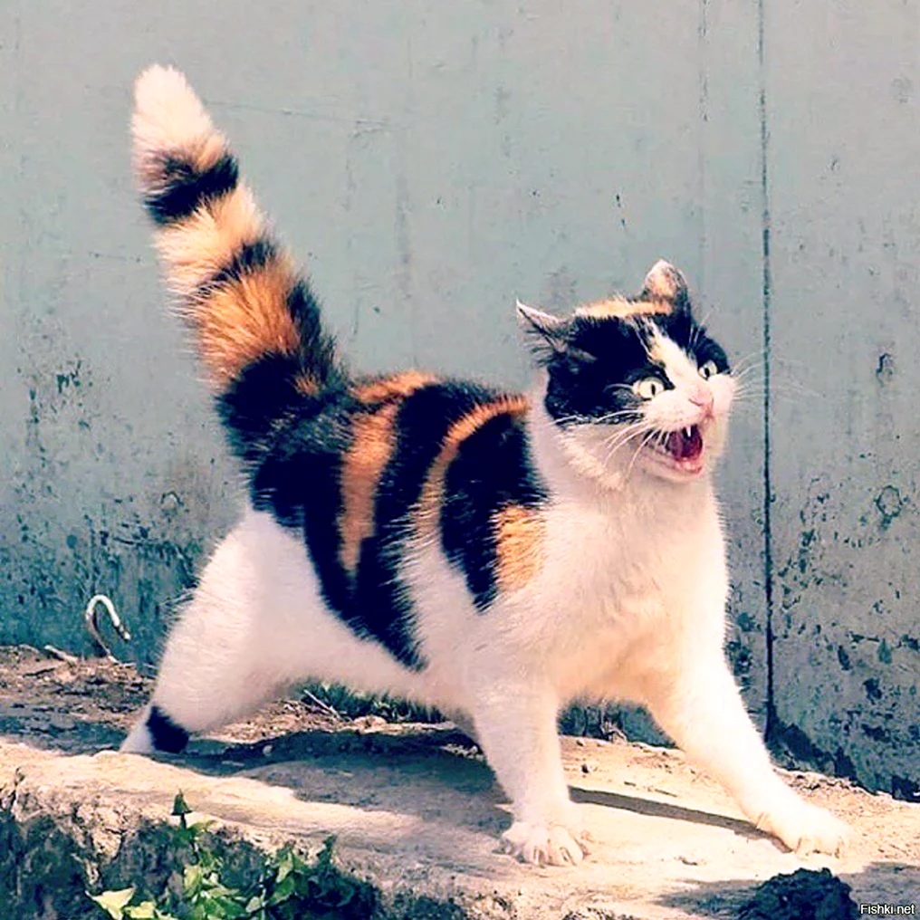 Кот на нервах