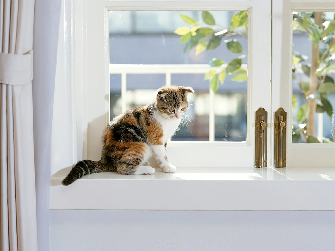 Кот на окне