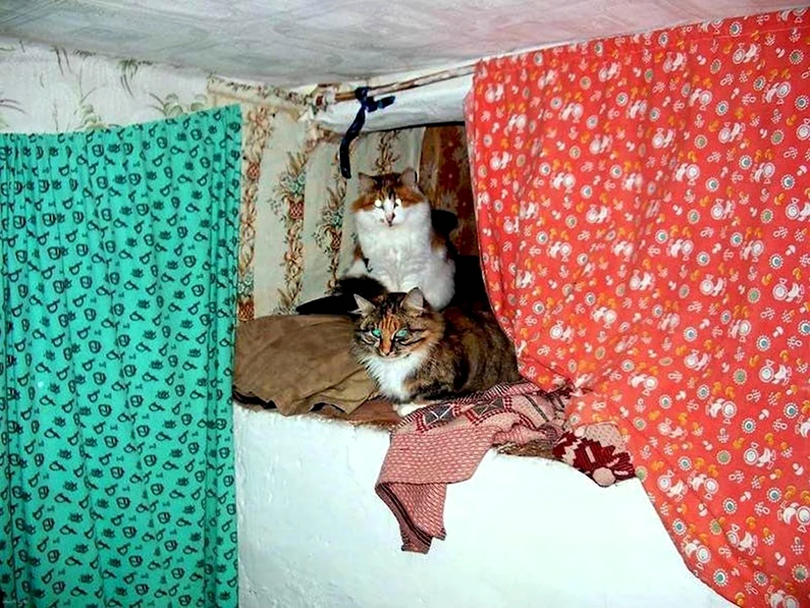 Кот на печи