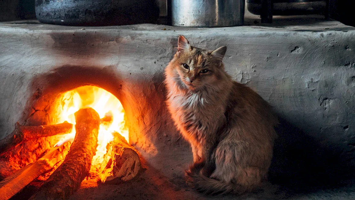 Кот на печке