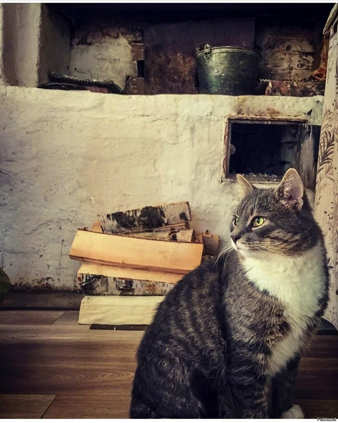 Кот на печке