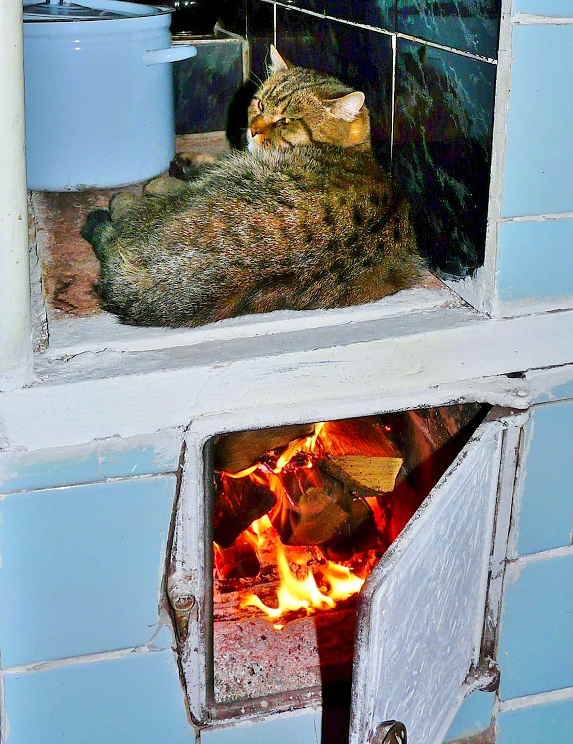 Кот на печке