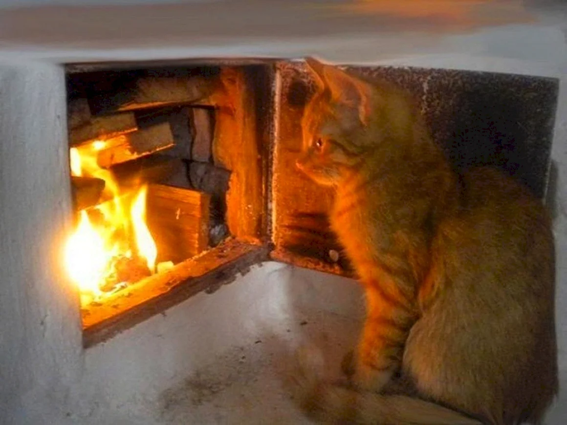 Кот на печке
