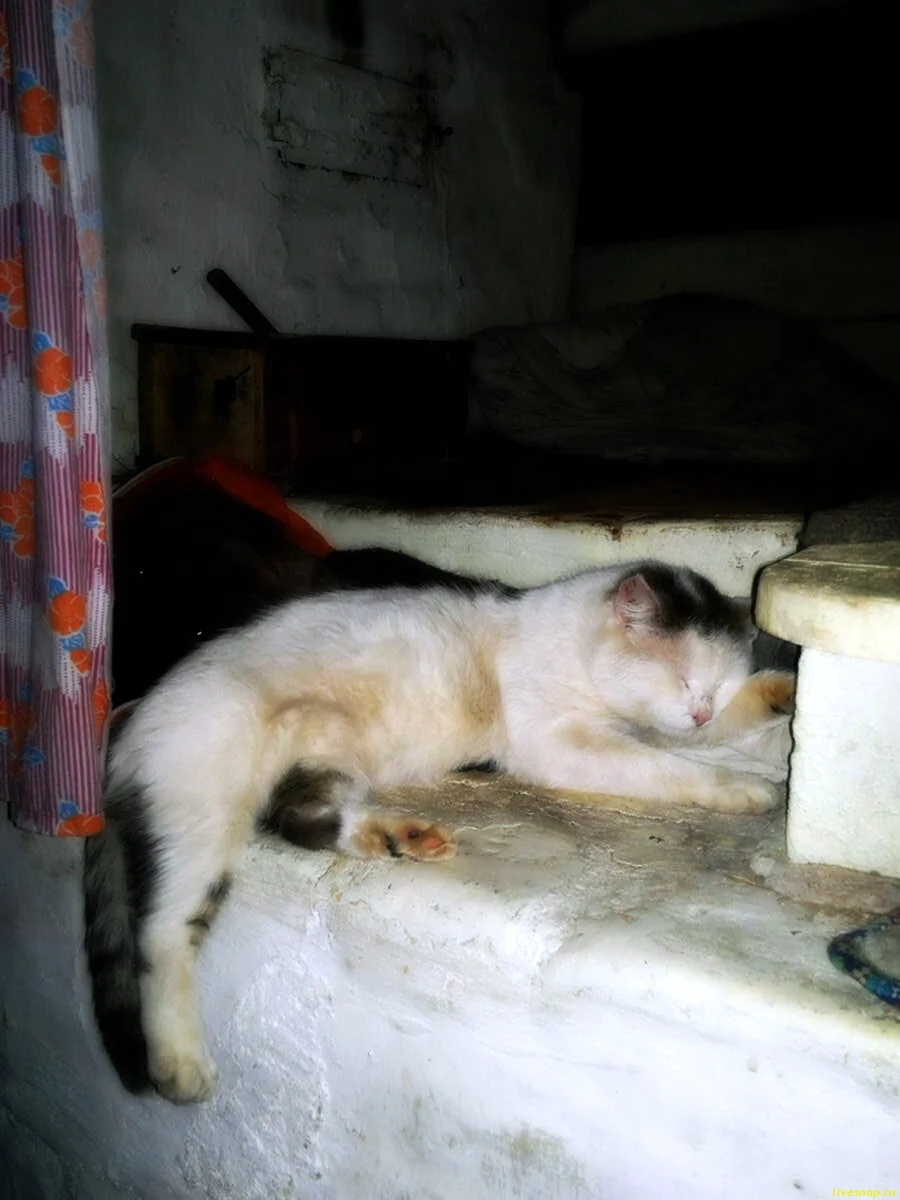 Кот на печке