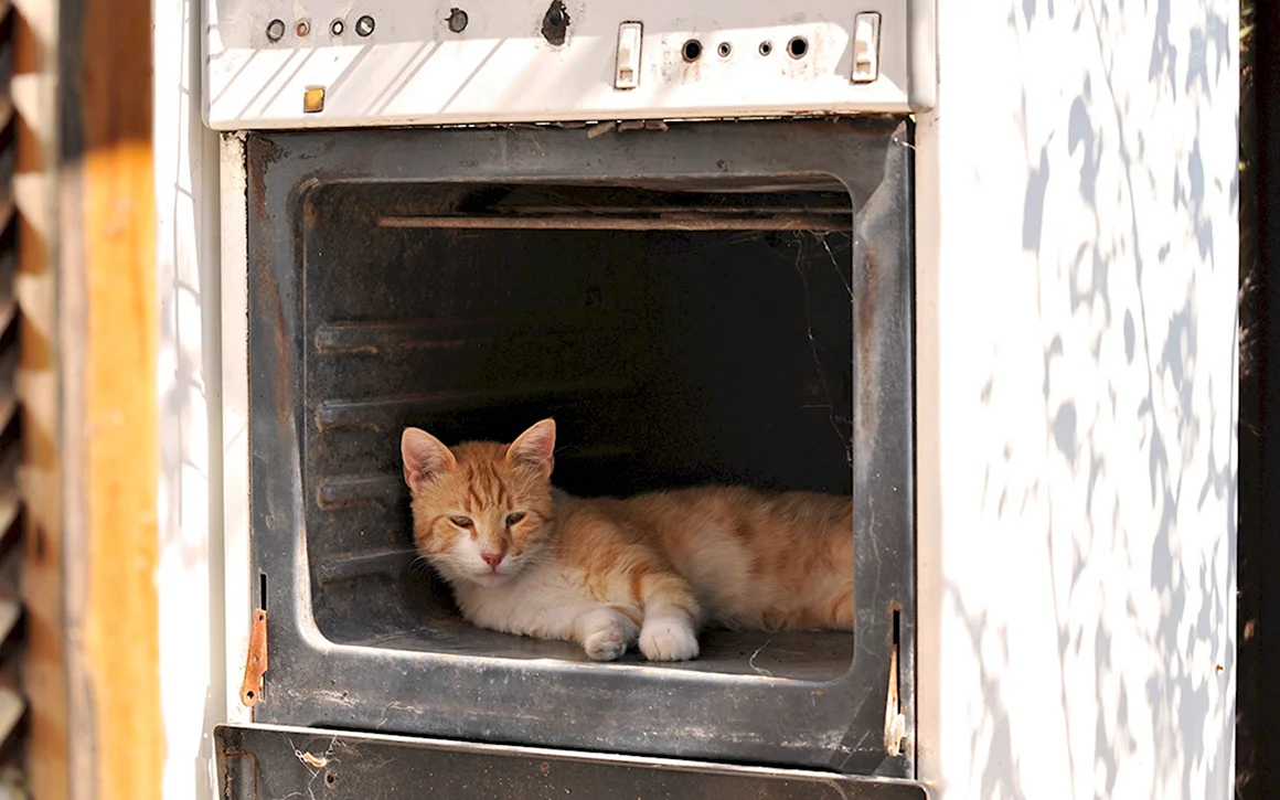 Кот на печке