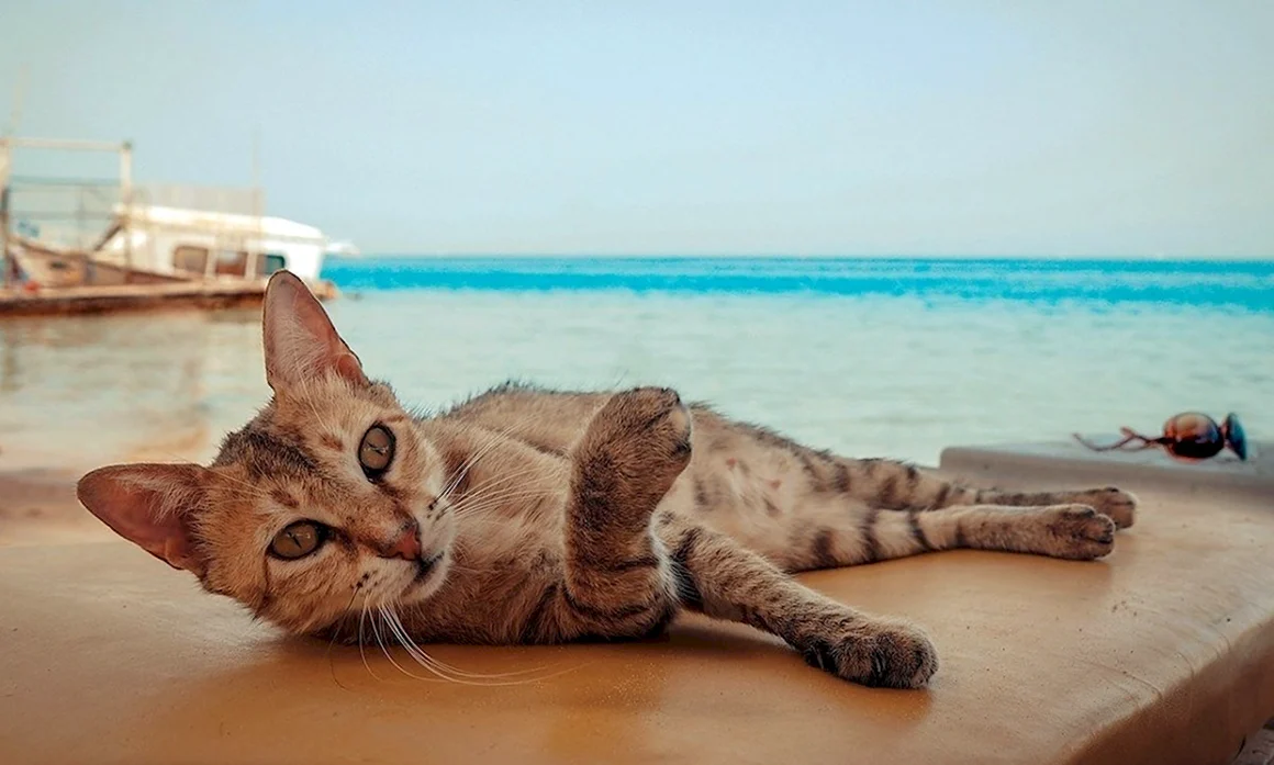 Кот на пляже