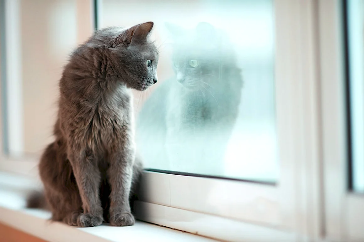 Кот на подоконнике