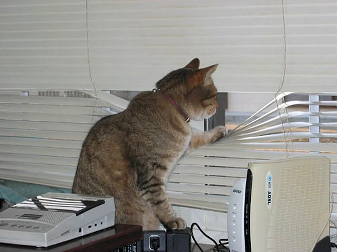 Кот на работе