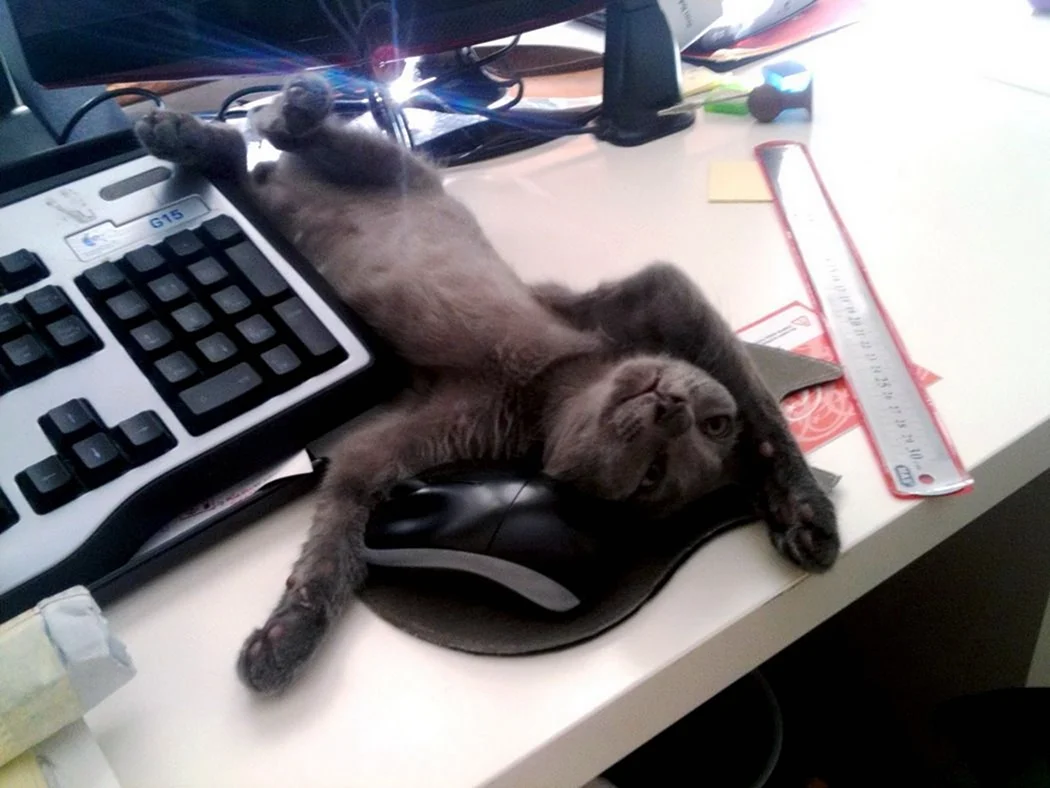 Кот на работе смешные
