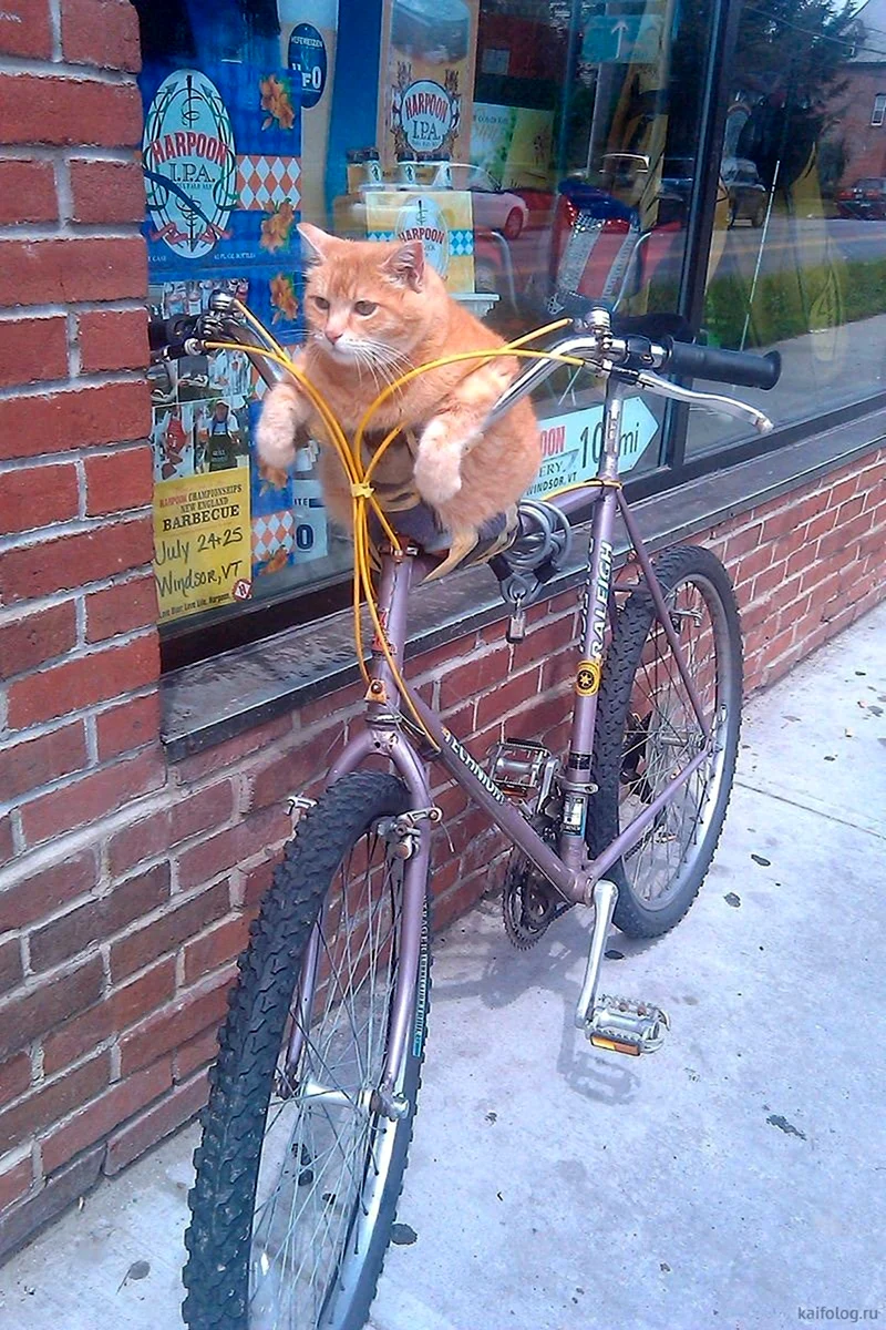 Кот на велосипеде