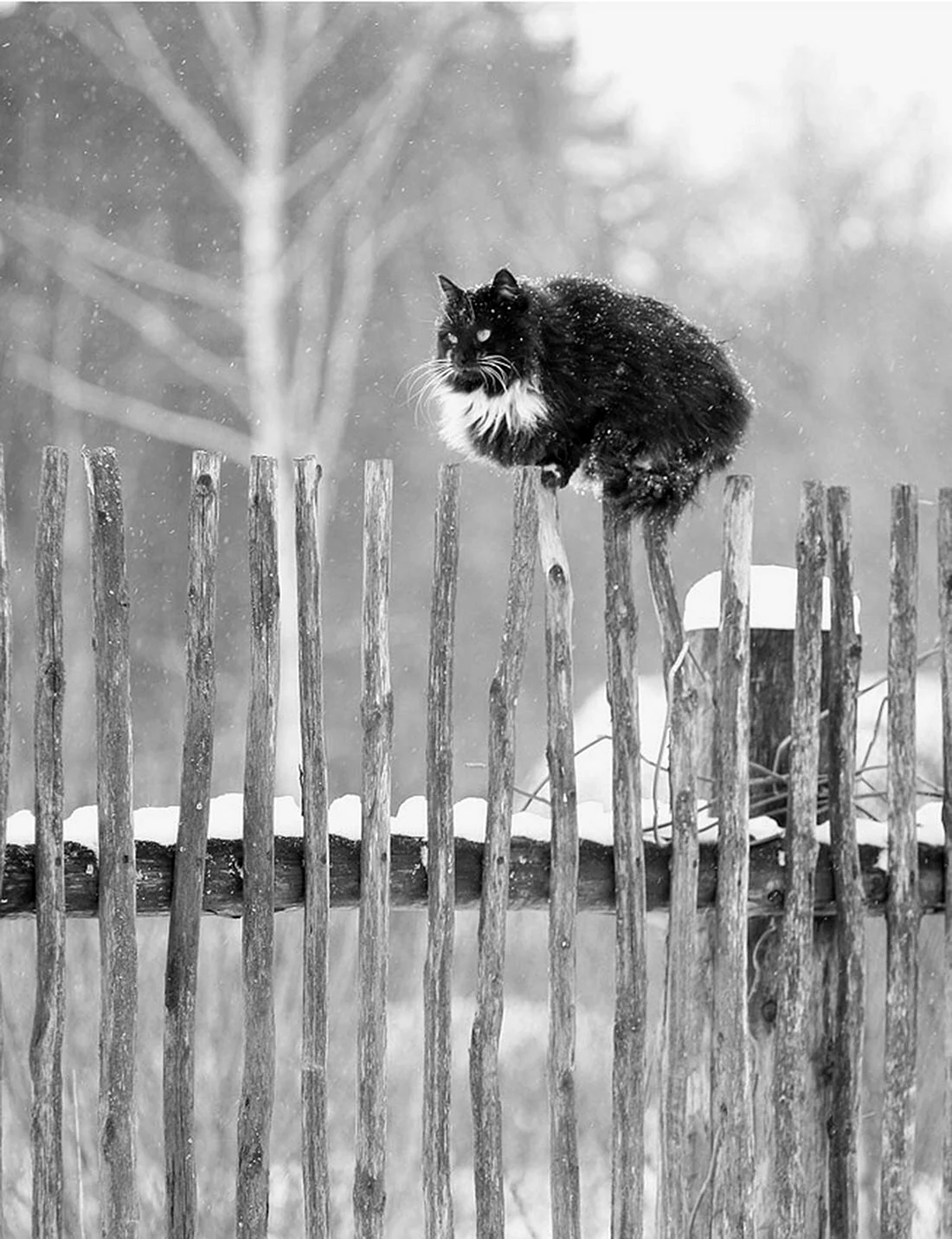 Кот на заборе