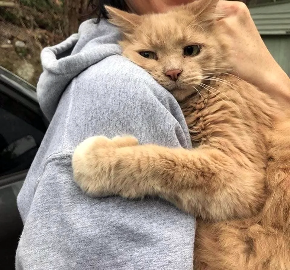 Кот обнимает