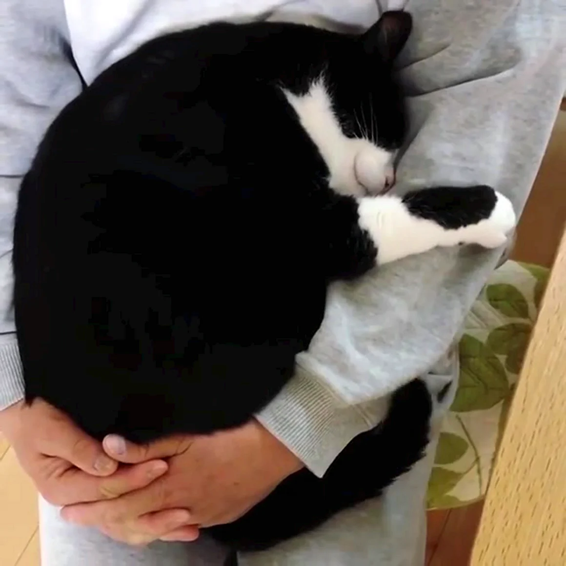 Кот обнимает человека