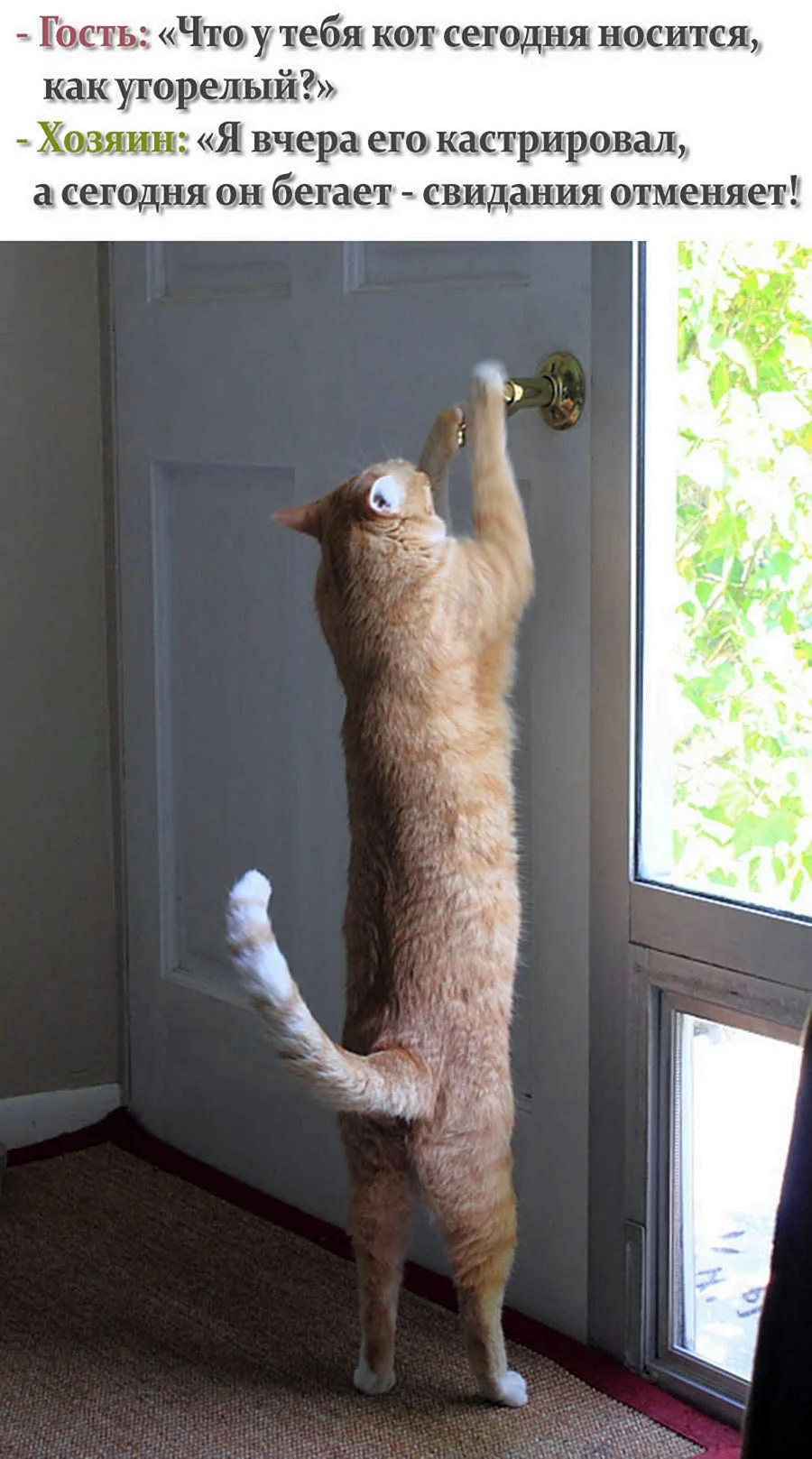Кот открывает дверь