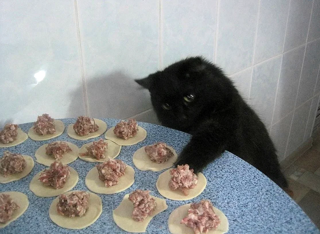 Кот пельмень