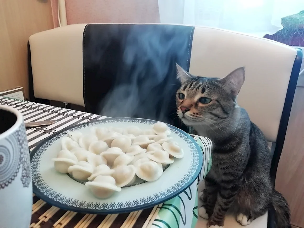 Кот пельмешка