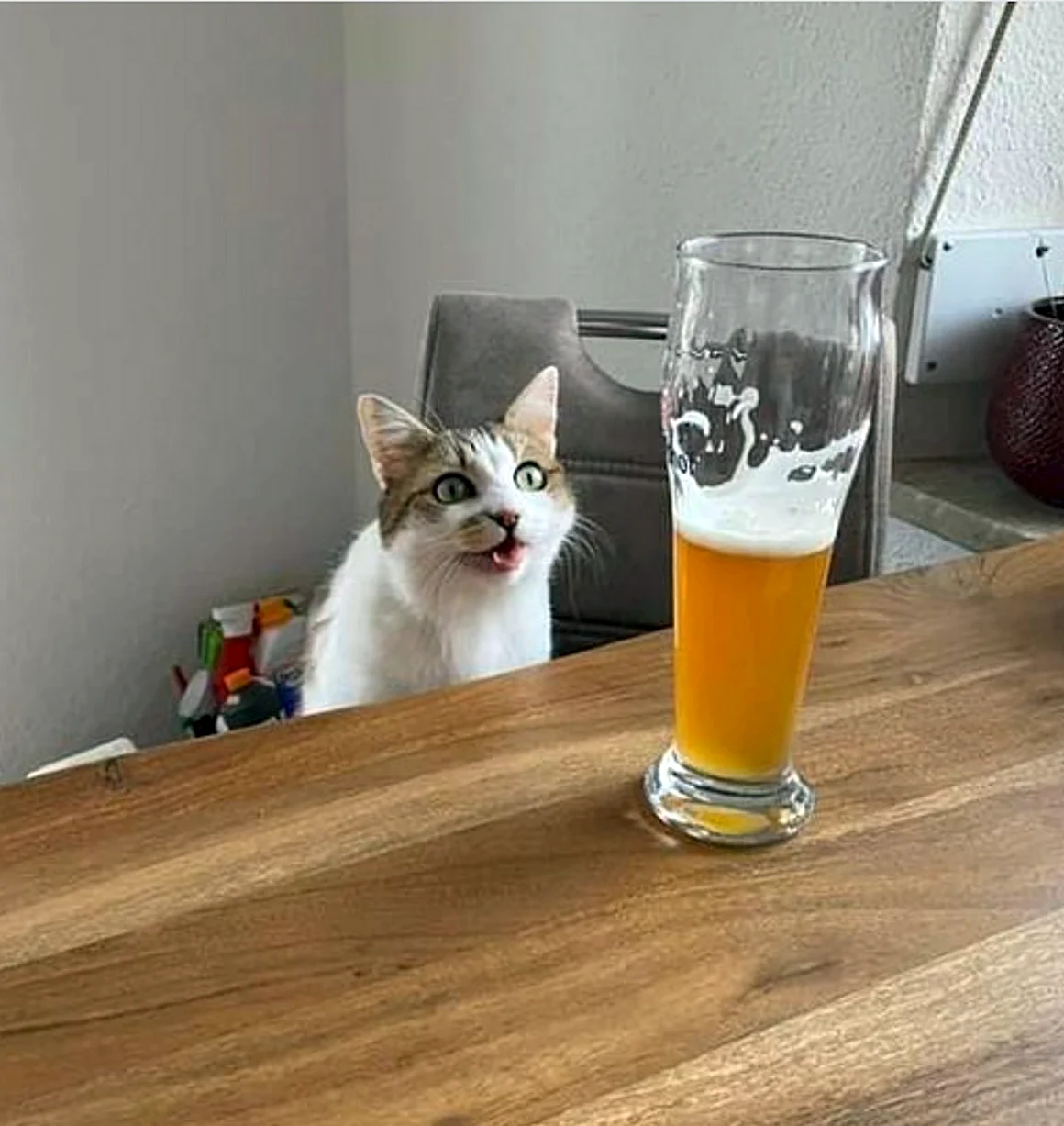 Кот пятница