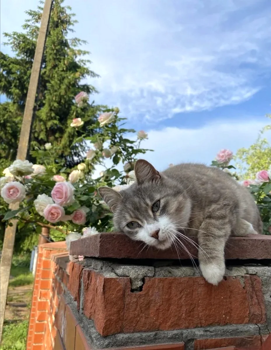 Кот пятница