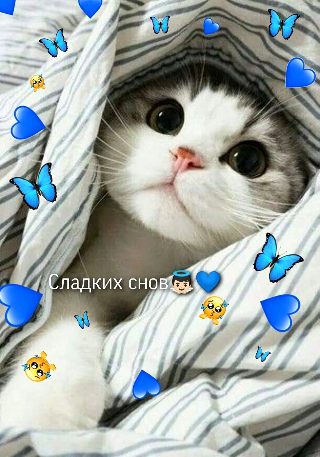 Кот под одеялом
