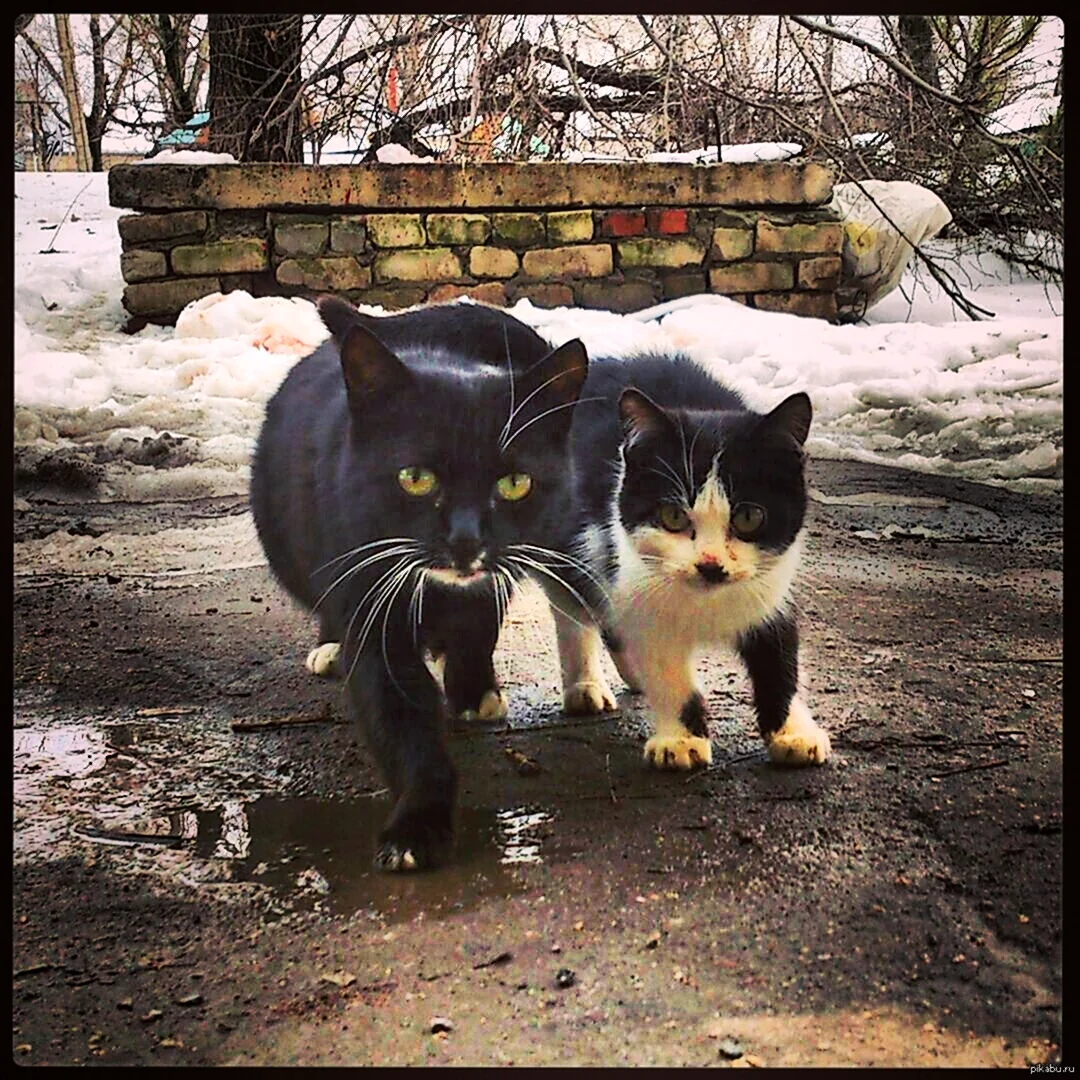 Кот похожий на Гитлера