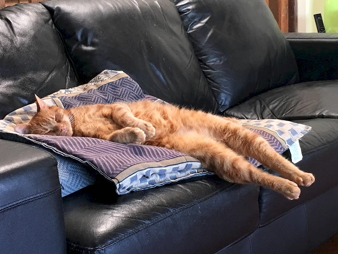 Кот понедельник