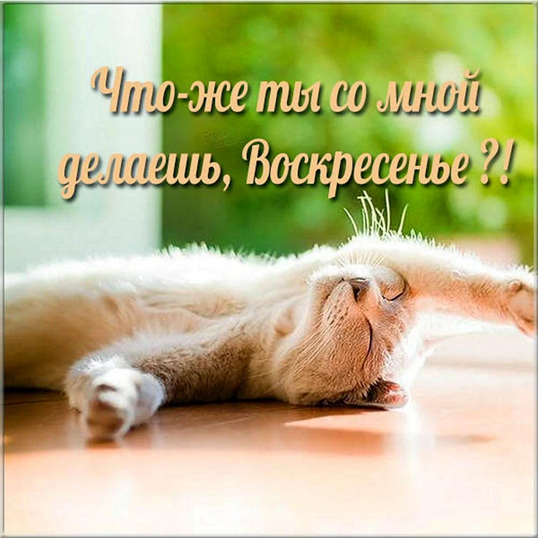 Кот потягивается