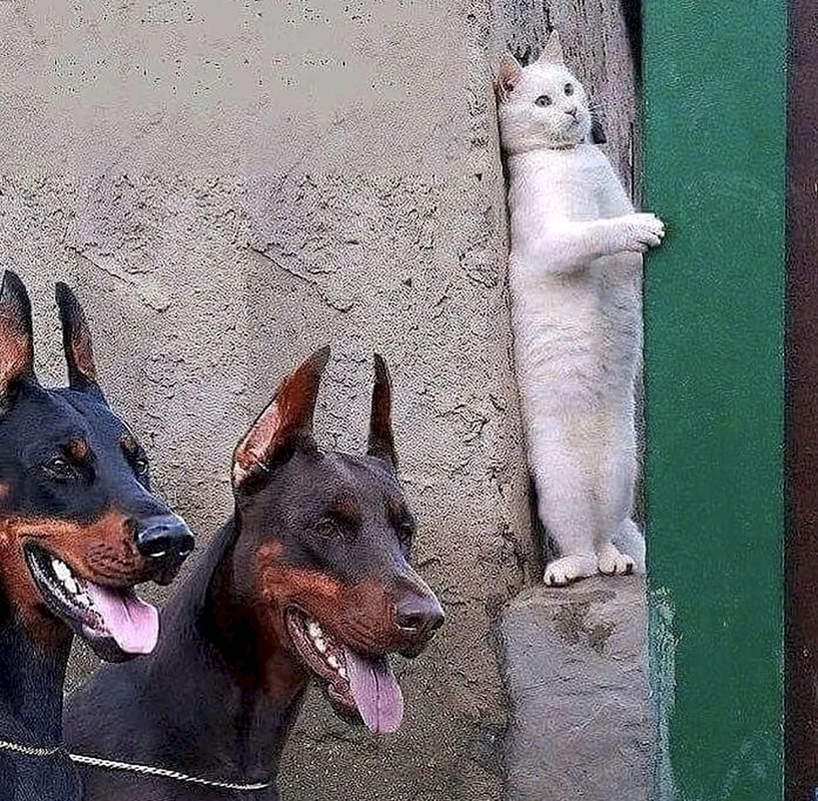 Кот прячется от доберманов