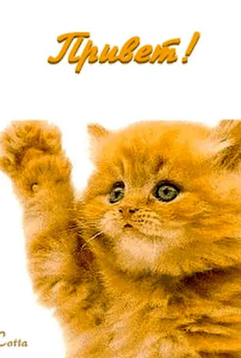 Кот привет